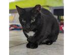 Adopt Batty Koda a All Black Domestic Shorthair / Mixed cat in East Smithfield