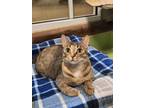 Adopt Aubrey a Gray or Blue Domestic Shorthair / Domestic Shorthair / Mixed cat