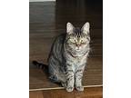Adopt Rico a Tiger Striped American Shorthair / Mixed (medium coat) cat in
