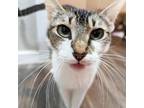 Adopt Lisa Frank a Gray or Blue Domestic Shorthair / Mixed cat in Austin