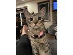 Adopt Jane Wyatt a Brown or Chocolate Domestic Shorthair (short coat) cat in