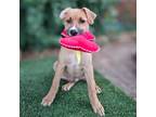 Adopt Boron a Shepherd (Unknown Type) / Mixed dog in Vail, AZ (38369681)