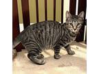 Adopt Roma's Kitten: Mr. Stripey a Gray or Blue Domestic Shorthair / Mixed cat