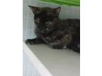 Adopt KOWKA a All Black Domestic Shorthair / Domestic Shorthair / Mixed cat in