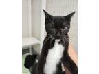 Adopt ZEALAND a All Black Domestic Shorthair / Domestic Shorthair / Mixed cat in
