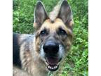 Adopt Luca a Black German Shepherd Dog / Mixed dog in Huntsville, AL (38275834)