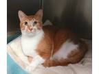 Adopt Liam a Orange or Red Domestic Shorthair / Domestic Shorthair / Mixed cat
