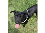 Adopt NOIR a Black Retriever (Unknown Type) / Mixed dog in Houston