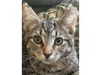Adopt Tate a Tiger Striped Domestic Shorthair (short coat) cat in Huntley