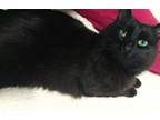 Adopt Fluffy a All Black Domestic Mediumhair / Domestic Shorthair / Mixed cat in
