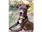 Adopt Aquiline - IN FOSTER a Brown/Chocolate Mixed Breed (Large) / Mixed dog in