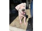 Adopt Aioli (Underdog in Foster) a White American Pit Bull Terrier / Mixed dog