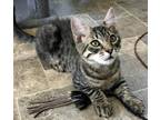 Adopt Forest Group a Spotted Tabby/Leopard Spotted Domestic Mediumhair (medium