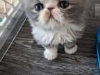 Exotic Shorthair Male Blue Tabby Kitten
