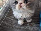 Exotic Shorthair Male Blue White Kitten