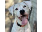 Adopt Oliver a White - with Tan, Yellow or Fawn Dalmatian / Pit Bull Terrier /