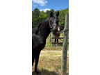 Stunning Well Bred Black 2 Year Old Colt
