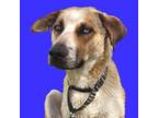 Adopt Hazel Nutt a Australian Shepherd / Labrador Retriever / Mixed dog in Fort
