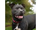 Adopt Anakin D12792 a Black American Pit Bull Terrier / Mixed dog in Minnetonka