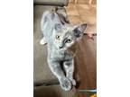 Adopt Frye a Domestic Shorthair / Mixed (short coat) cat in Buford