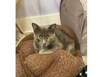 Adopt Pinky a Gray or Blue Domestic Shorthair / Domestic Shorthair / Mixed cat