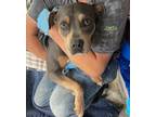 Adopt Jada a American Staffordshire Terrier / Mixed dog in Darlington