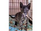 Adopt Catuccino a Domestic Shorthair / Mixed (short coat) cat in Darlington