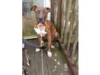 Adopt Deputy Dawg a Boxer / Labrador Retriever / Mixed dog in Darlington