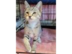 Adopt Julia a Domestic Shorthair / Mixed (short coat) cat in Darlington
