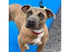 Adopt Izzy a Labrador Retriever / American Staffordshire Terrier / Mixed dog in