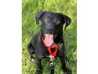 Adopt Rover a Labrador Retriever / Mixed dog in Darlington, SC (38290621)