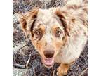 Australian Shepherd Puppy for sale in Mora, NM, USA