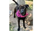 Adopt Star a Labrador Retriever / Mixed dog in Darlington, SC (38205445)