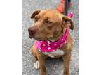 Adopt Shelly a American Staffordshire Terrier / Mixed dog in Darlington
