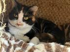 Adopt Flower a Domestic Shorthair / Mixed (short coat) cat in Richland Hills