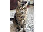 Adopt (ba) Bobo a Domestic Mediumhair / Mixed (short coat) cat in Fargo