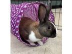 Adopt Femi a Cinnamon Dutch rabbit in Westford, MA (38306341)