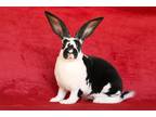 Adopt Reya a Rex / Mixed (short coat) rabbit in Scotts Valley, CA (38258164)