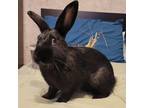 Adopt Spec a Black Other/Unknown (long coat) rabbit in Westford, MA (38376456)