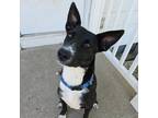 Adopt Josey a Black Border Collie / Australian Cattle Dog / Mixed dog in Olathe