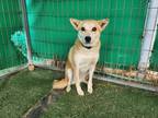 Adopt Norang a Tan/Yellow/Fawn - with White Shiba Inu / Jindo / Mixed dog in