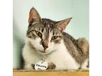 Adopt Frankie a Gray, Blue or Silver Tabby Domestic Shorthair (short coat) cat