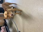 Adopt Stuart a Brown/Chocolate German Shepherd Dog / Mixed dog in Fort Worth