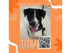 Adopt Titan a Black Mountain Cur / Great Dane / Mixed dog in Dickinson