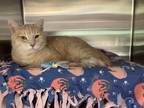 Adopt Bubby-ADOPTION PENDING- a Tan or Fawn Domestic Shorthair / Domestic