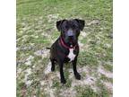 Adopt Bailey *In Training* a Brindle - with White Labrador Retriever / Terrier