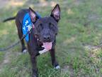 Adopt Max *In Training* a Black - with White Thai Ridgeback / Terrier (Unknown