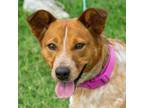 Adopt Amaya a Australian Cattle Dog / Mixed dog in Evansville, IN (38342499)