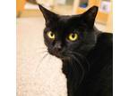 Adopt Nubette a All Black Domestic Shorthair / Mixed cat in Newark