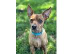 Adopt Blaze a Red/Golden/Orange/Chestnut Mixed Breed (Small) / Mixed dog in